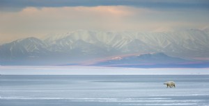 Suaka Margasatwa Nasional Arktik 