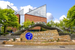Aquarium du Tennessee 