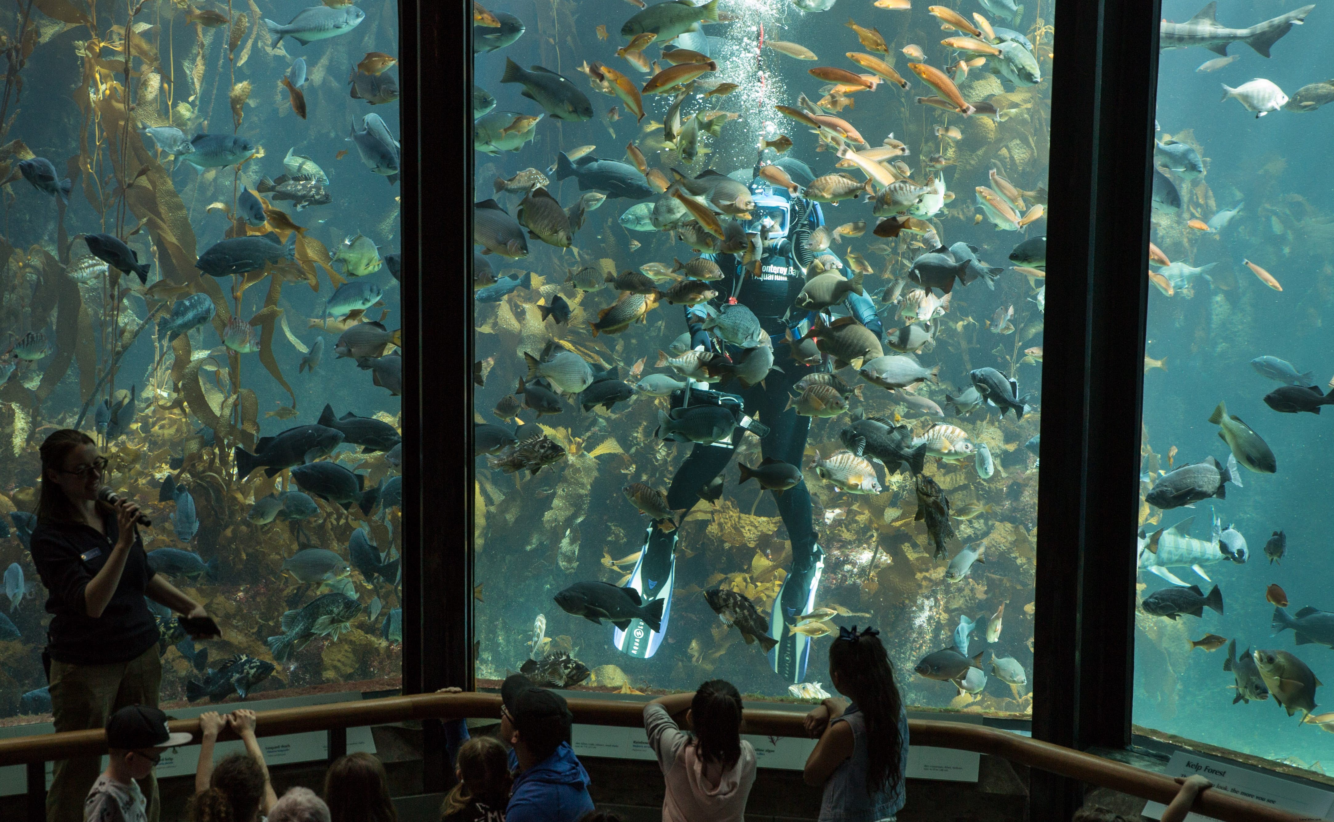 Aquarium de la baie de Monterey 