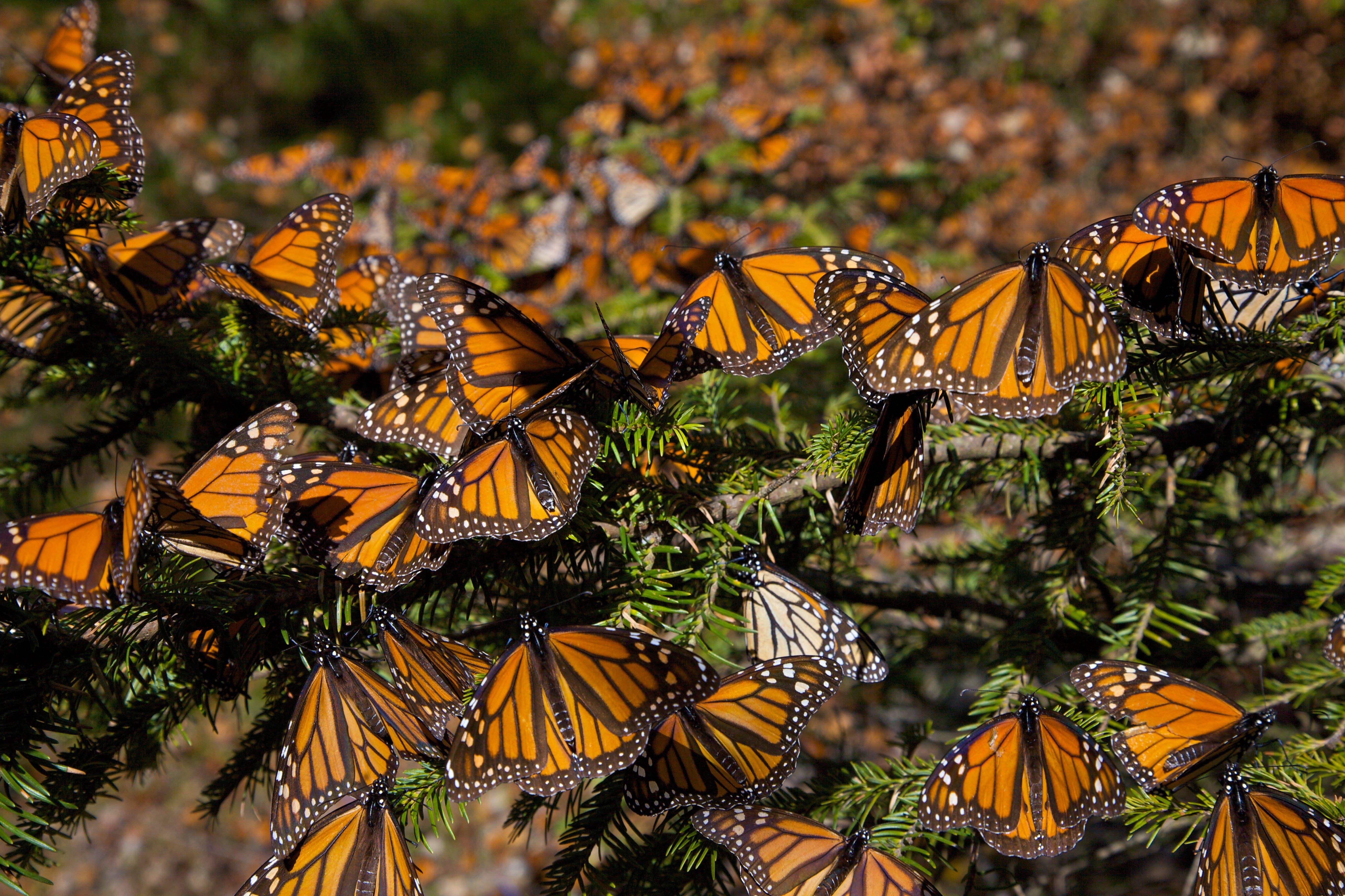Riserva della Biósfera Santuario Mariposa Monarca 