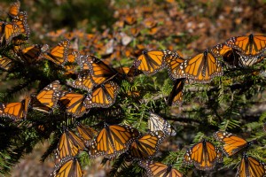 Riserva della Biósfera Santuario Mariposa Monarca 