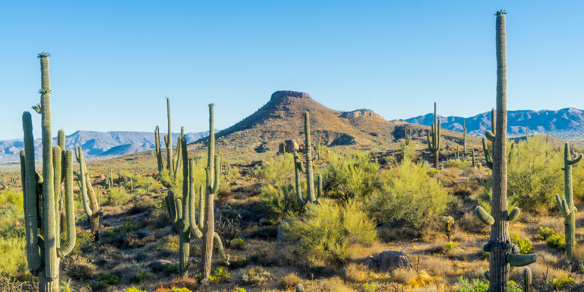 Guide de randonnée Phoenix:10 des meilleurs sentiers à explorer 