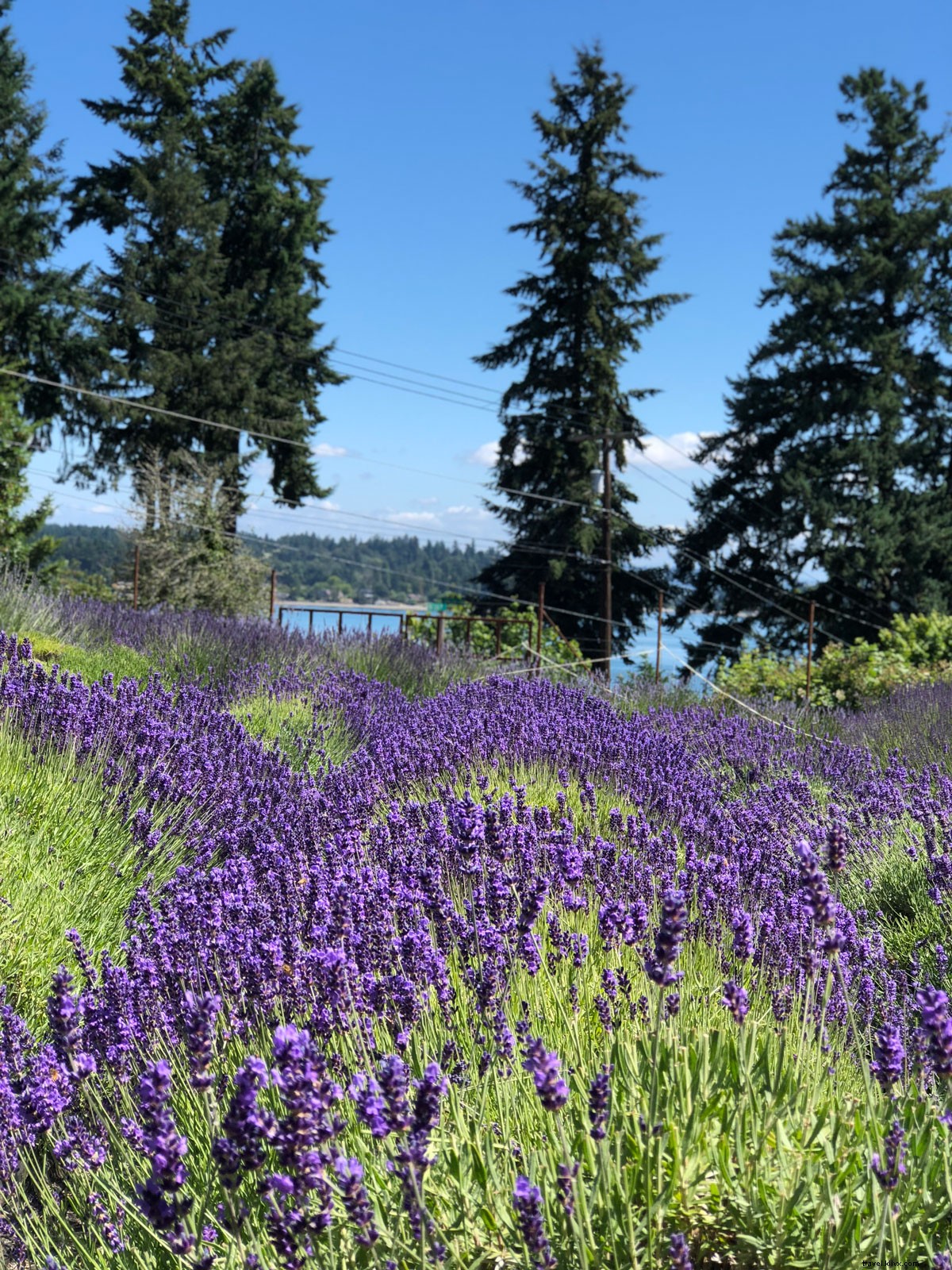 Gita di un giorno a Seattle:prendi il traghetto per immergerti nella magia dell isola di Vashon 