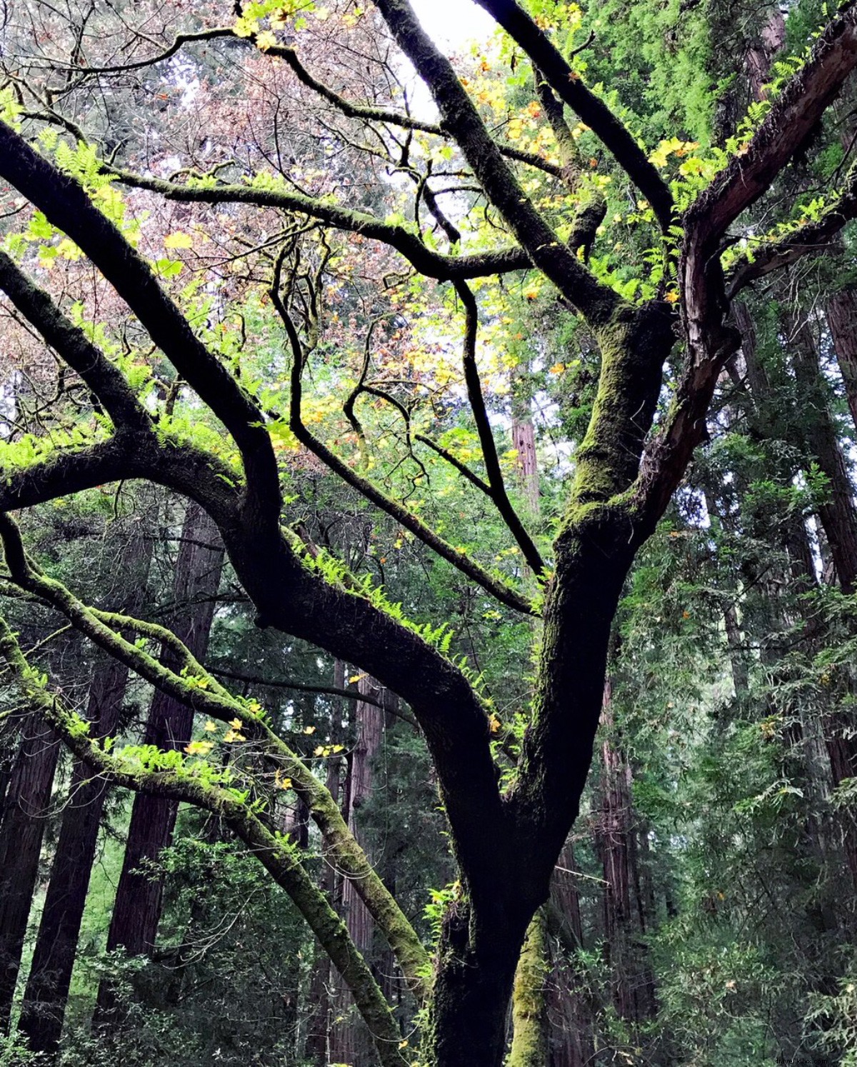 Bois de Muir, Un endroit magnifique :conseils pour naviguer dans la forêt 