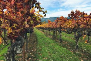 6 de las mejores combinaciones de vinos y vistas:Santa Rosa / Condado de Sonoma 
