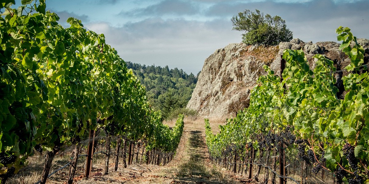 6 Pasangan Anggur &Pemandangan Terbaik:Santa Rosa/Sonoma County 