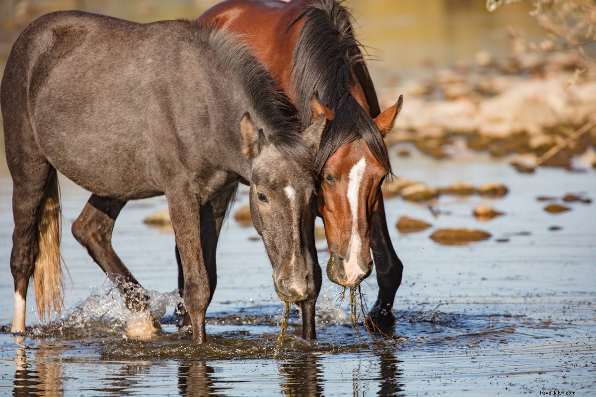 Salt River Horses della Tonto National Forest:Phoenix, Arizona 