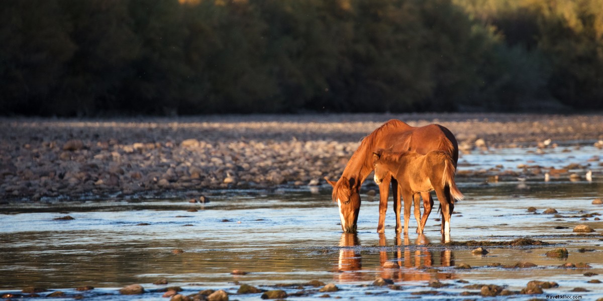 Salt River Horses della Tonto National Forest:Phoenix, Arizona 