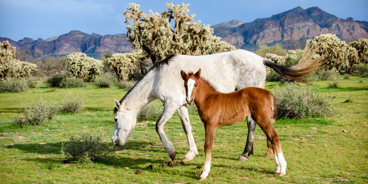 トント国有林のソルトリバー馬：フェニックス、 アリゾナ 