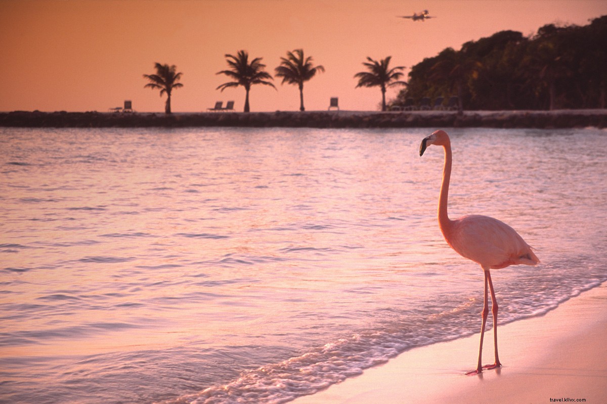10 raisons de tomber amoureux d Aruba 
