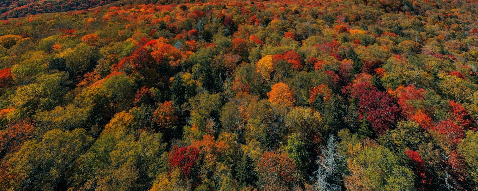 Fall Foliage Road Trip:Percorsi W.Va. 15 est e 20 nord 