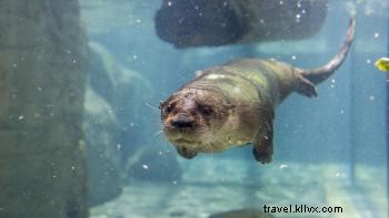 Blog em destaque - Tennessee Aquarium 