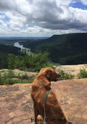 Avventure per cani a Chattanooga 