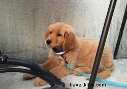 Avventure per cani a Chattanooga 