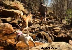 Sentiers de randonnée adaptés aux chiens dans et autour de Chattanooga 
