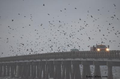 Consejos para la observación de aves en los Outer Banks 
