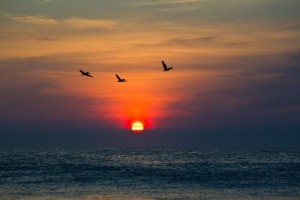 5 maneras de hacer que su viaje familiar a los Outer Banks de Carolina del Norte sea inolvidable 