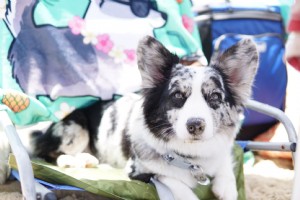 Un recorrido amigable para los perros por los Outer Banks 