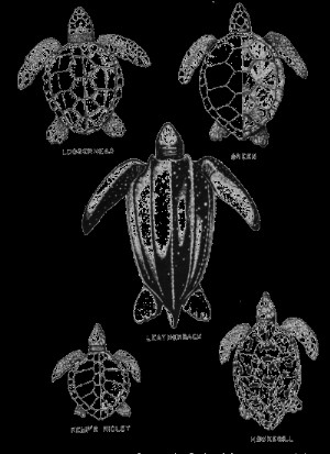 5 tipos de tartarugas marinhas OBX 