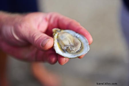 OBX Oysters 101 
