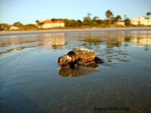 Patrulha de uma manhã de tartarugas marinhas 