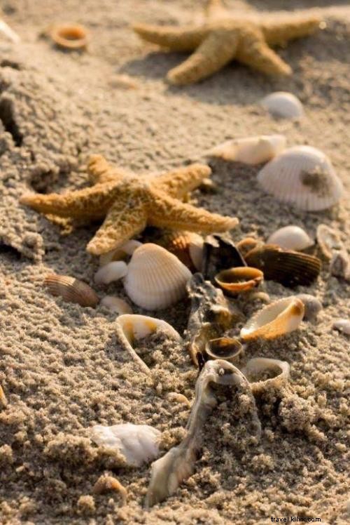 自然のお土産を探す：マートルビーチのサメの歯と貝殻 