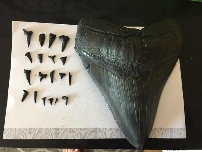 Encontre lembranças da natureza:dentes de tubarão e conchas do mar de Myrtle Beach 