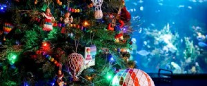 12 Hari Natal, Hari 10:Kunjungi Festival Pohon Ripley 