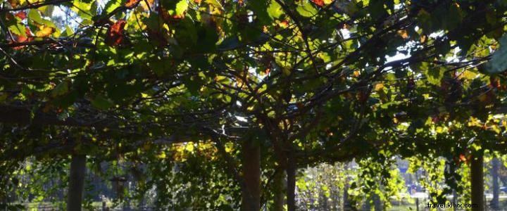 El Museo del Condado de Horry organiza dos eventos que destacan las uvas locales 