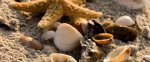 Celebre el verano y las conchas marinas en Myrtle Beach, Carolina del Sur 