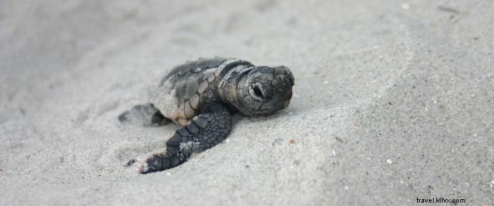 Es temporada de tortugas en Myrtle Beach, Carolina del Sur 