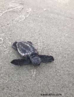 É a temporada das tartarugas em Myrtle Beach, Carolina do Sul 