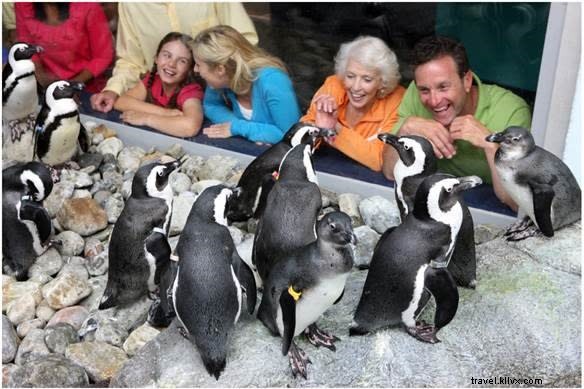Inscrivez-vous maintenant pour des rencontres avec des pingouins et des expériences VIP ! 