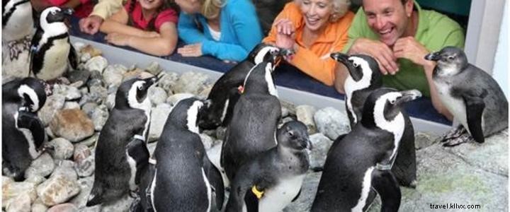 2020年にマートルビーチのリプリーズ水族館に飛ぶペンギン 
