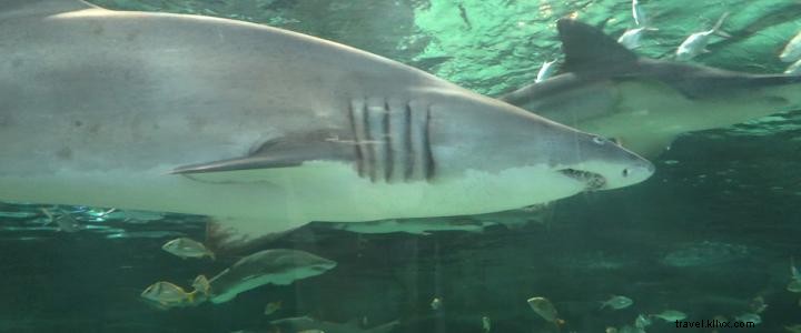 Flash de noticias:tiburones viven en el océano. ¡Y son realmente geniales! 