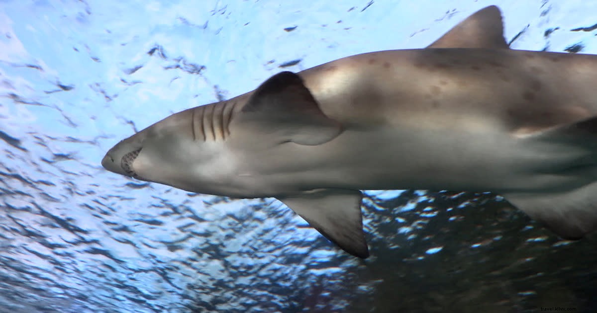 Flash de notícias:tubarões vivem no oceano. E eles são muito legais! 