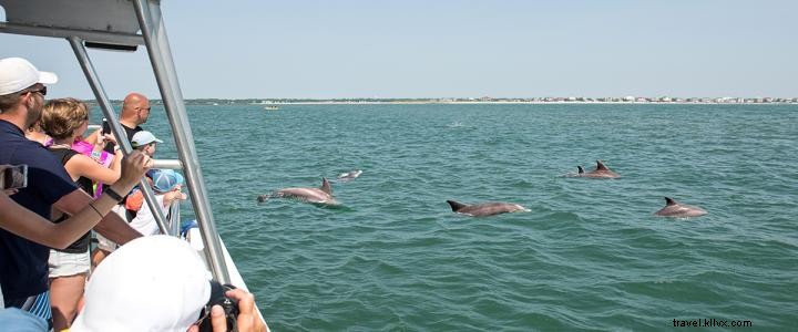 ¿Aventuras con delfines en el área de Myrtle Beach? Sí, ¡por favor! 