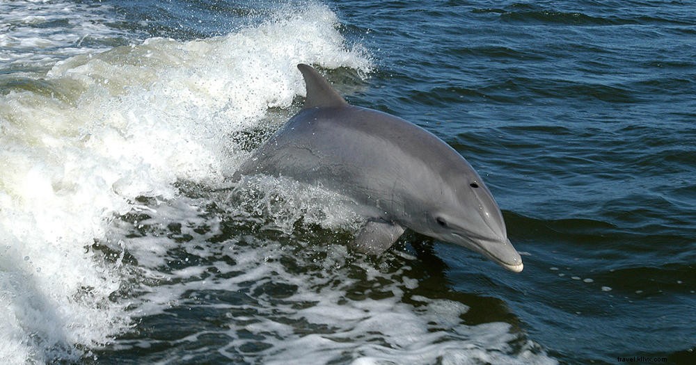 ¿Aventuras con delfines en el área de Myrtle Beach? Sí, ¡por favor! 
