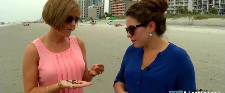 Tips Terbaik untuk Menemukan Gigi Hiu di Pantai Myrtle 