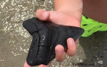 Melhores dicas para encontrar dentes de tubarão em Myrtle Beach 