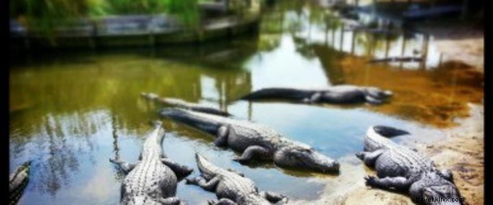 Aventura de caimanes:capital mundial de reptiles 