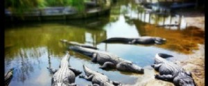 Alligator Adventure:Capitale mondiale des reptiles 