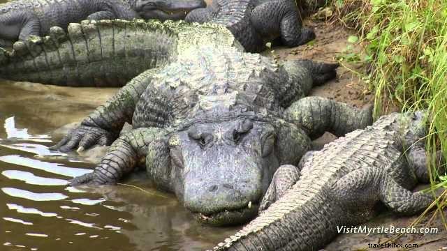 Avventura alligatore:la capitale mondiale dei rettili 