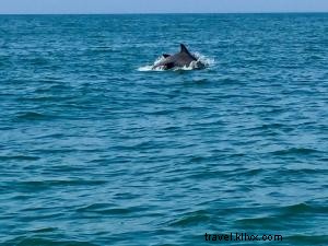 Observation des dauphins avec croisière d observation des dauphins Blue Wave Adventures 