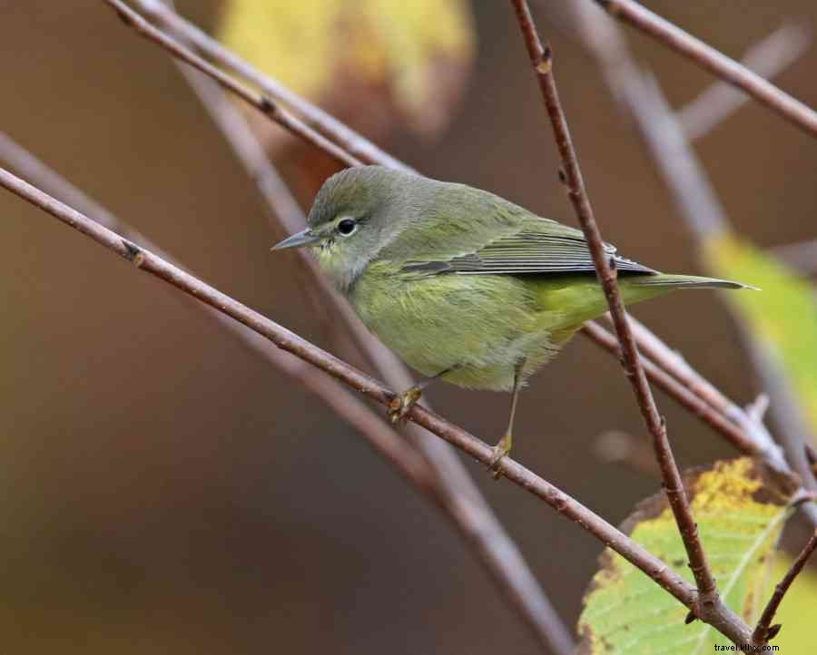 El área de observación de aves accesible atrae a los amantes de la naturaleza a Happy Valley, AP durante la migración de otoño 