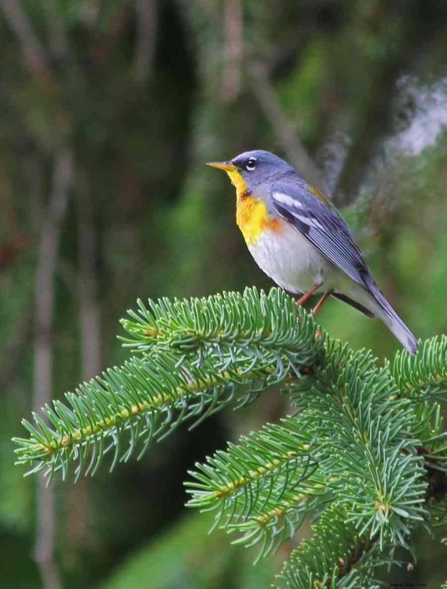 área acessível para observação de pássaros atrai os amantes da natureza para Happy Valley, PA durante a migração de outono 