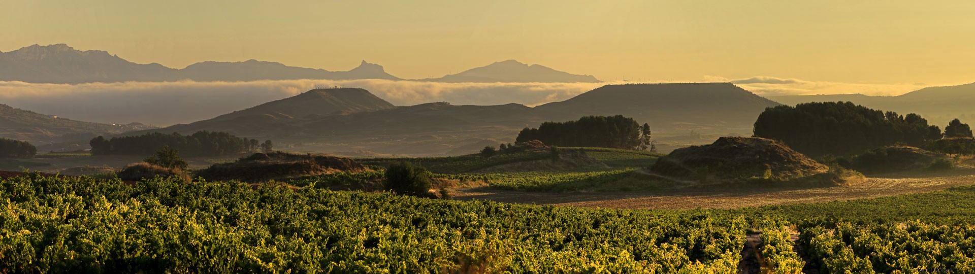 Esperienze indimenticabili gustando il vino a La Rioja 