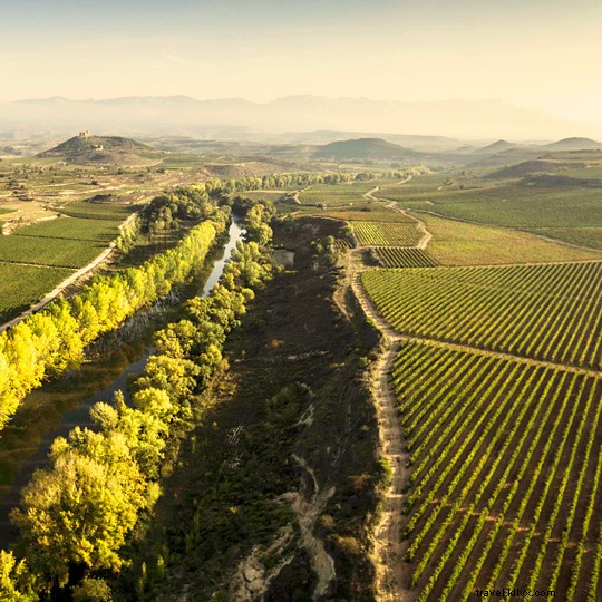 スペイン、 世界で最もブドウ園が多い国 