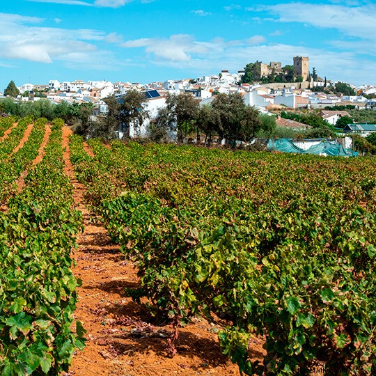 Venez vivre les fêtes du vin en Andalousie 