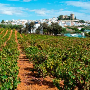 Venha e experimente os festivais de vinho na Andaluzia 